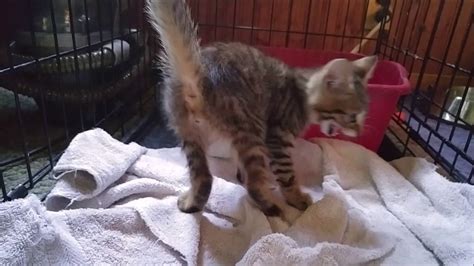 Miracles Do Happen: The Magical Arrival of a Surprise Kitten